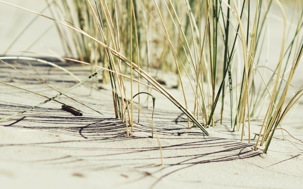 black bird on brown grass during daytime