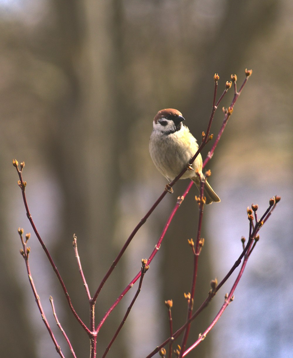 white and black bird on brown tree branch