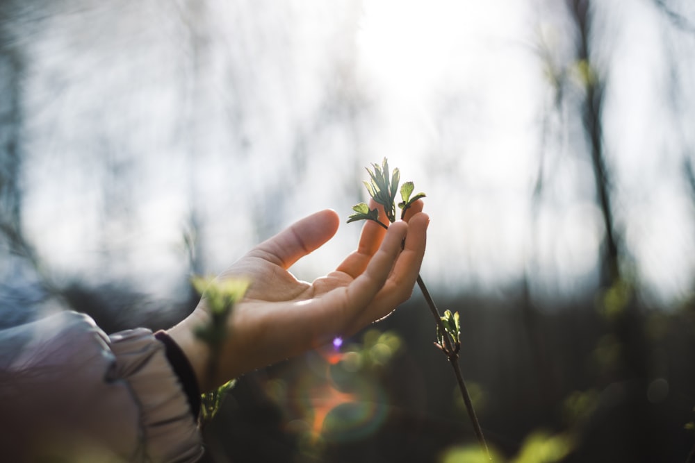 person holding green plant during daytime