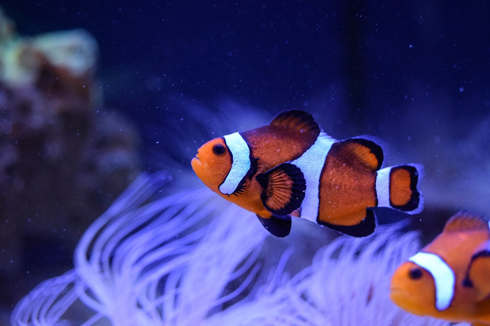 pesce pagliaccio arancione e bianco