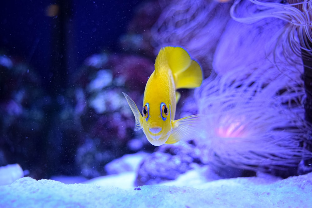 yellow and white fish in water