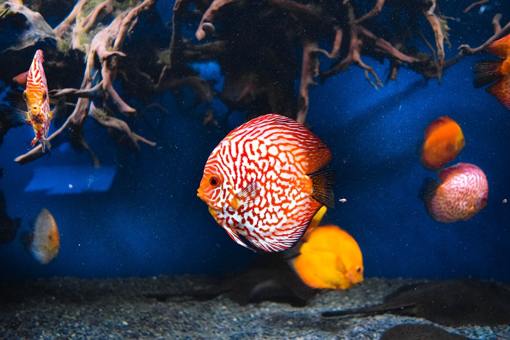 orange and white fish in water