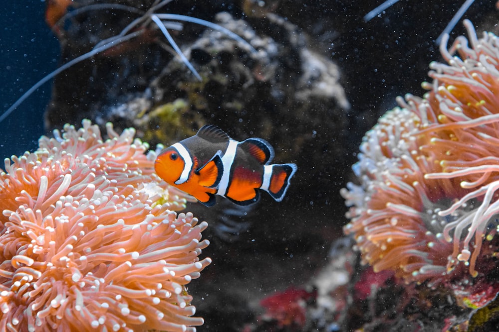 orange and white clown fish
