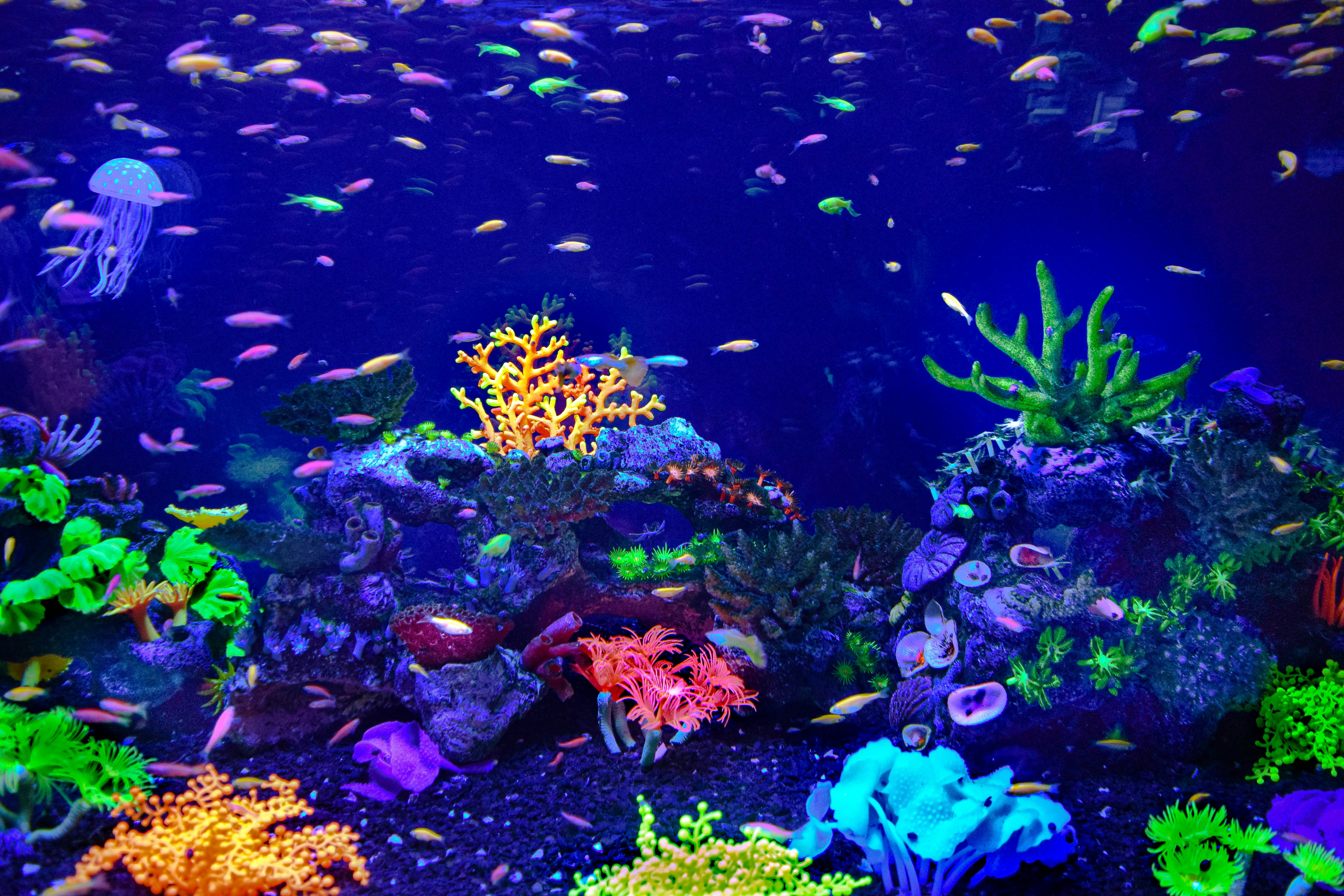 purple and pink coral reef, Colorful underwater world of little creatures🎨🐟🐠💧😊