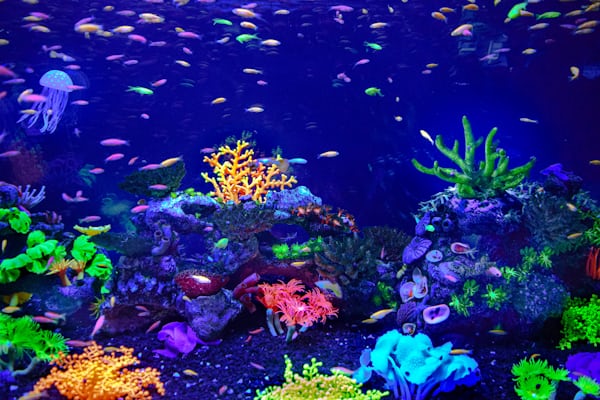 Zee aquarium