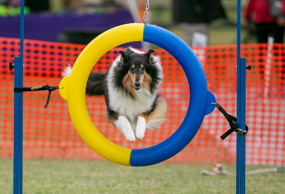 white brown and black long coated dog on red blue and yellow inflatable ring