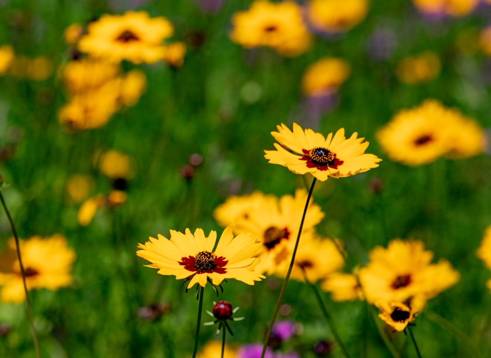 yellow flower in tilt shift lens