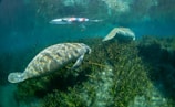 A playful manatee swimming near a kayak in clear water.