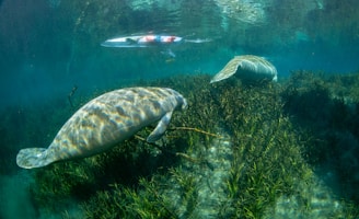 Two manatees swim gracefully in a clear, aquatic environment surrounded by lush green aquatic plants. Above them, the surface of the water reflects light, and a kayak with a person can be seen in the distance.