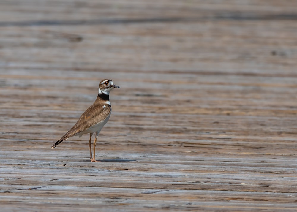 brown and white bird on water during daytime