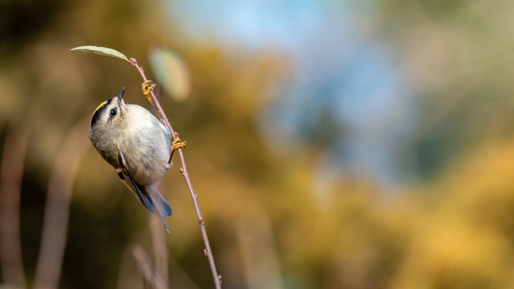 oiseau blanc perché sur une branche d’arbre brune