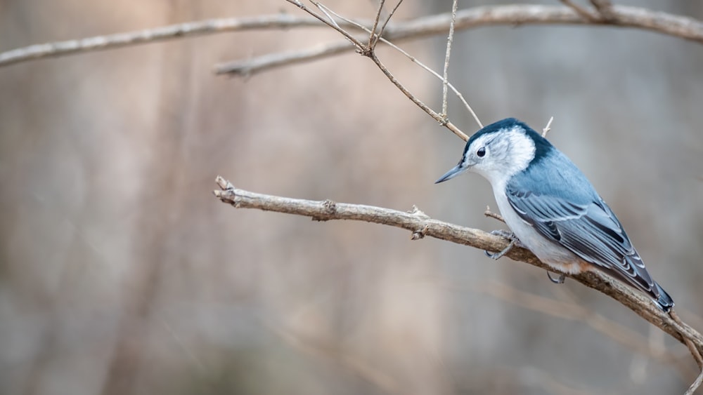 blue and white bird on brown tree branch