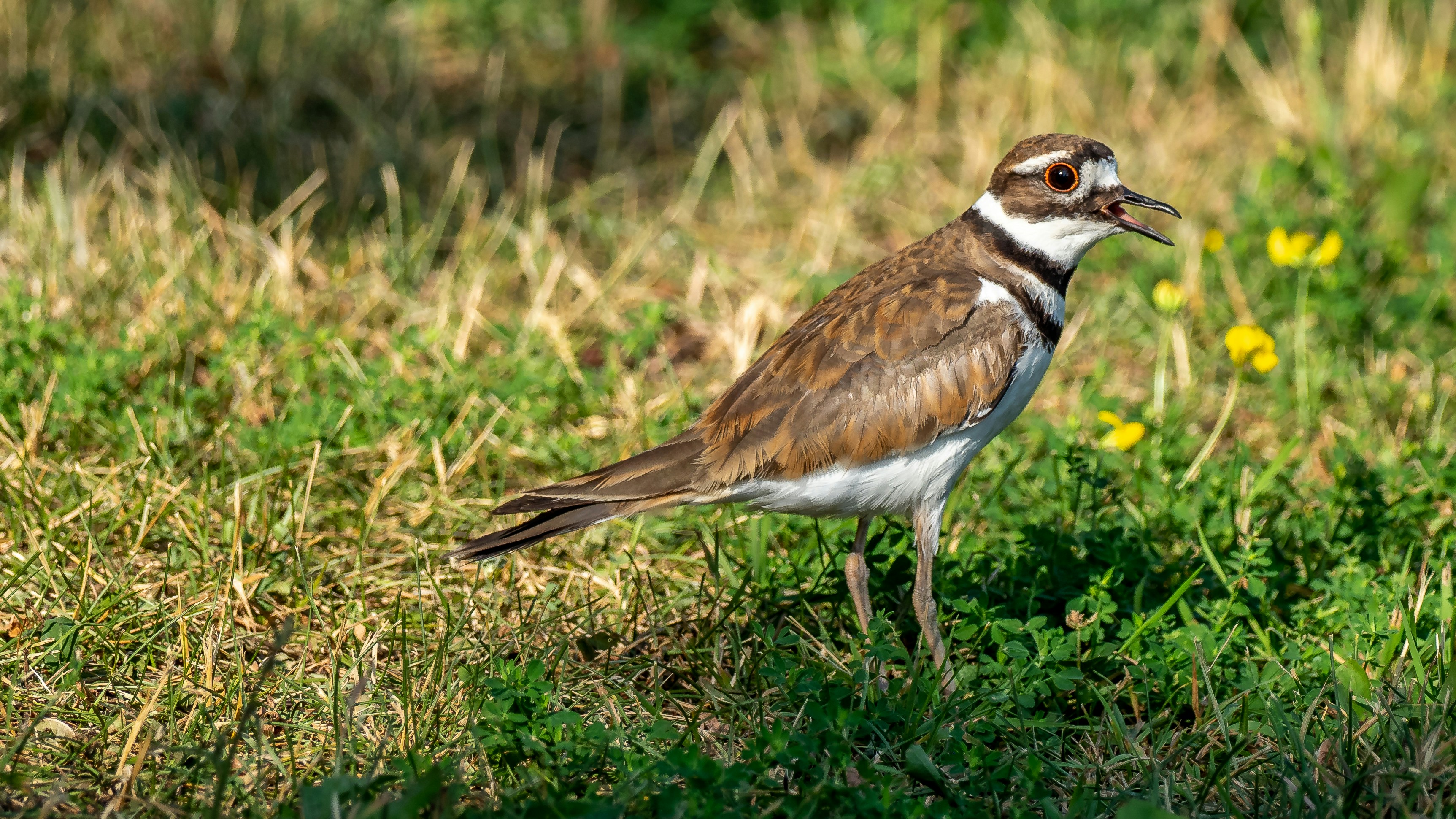 What Do Baby Killdeer Eat? Feeding Nature