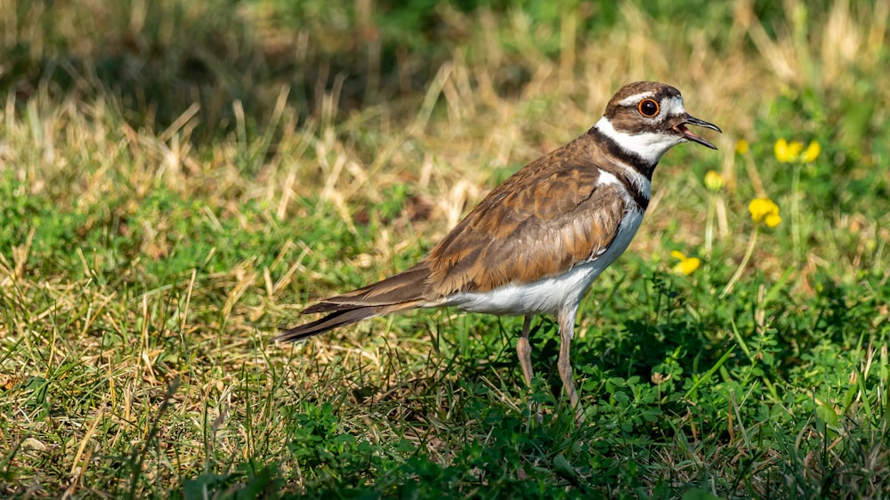 white and brown bird on green grass during daytime