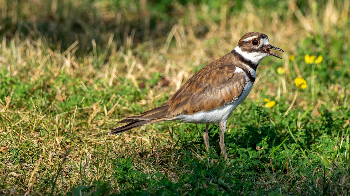 Killdeer