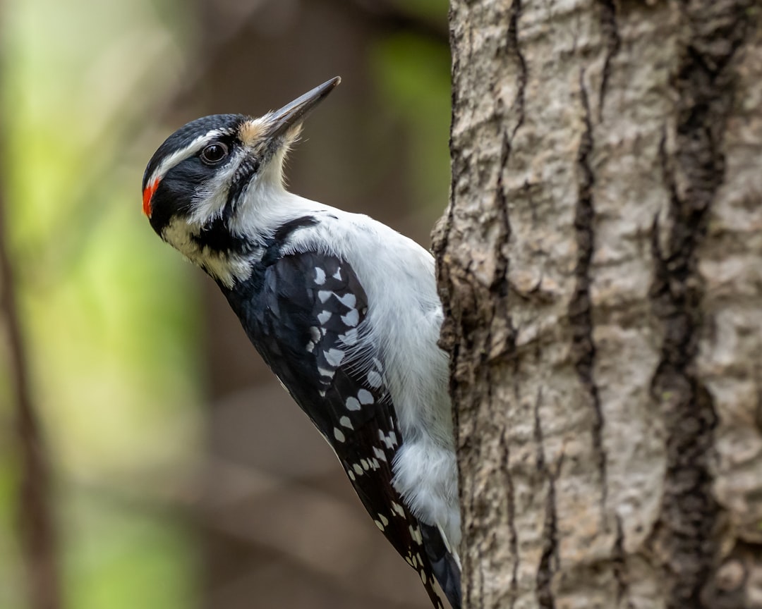 woodpecker