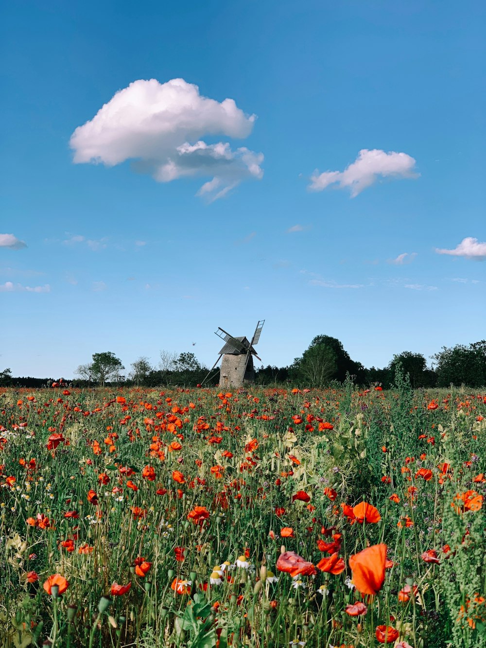 campo de flores rojas bajo el cielo azul durante el día