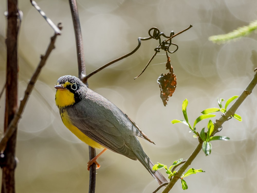 yellow black and green bird on brown tree branch