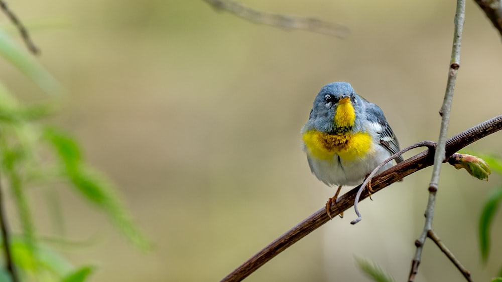 yellow white and gray bird on brown wooden stick