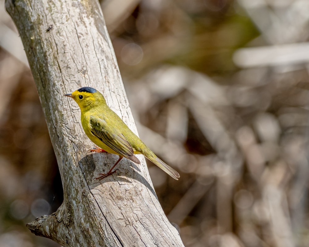 yellow and green bird on tree branch