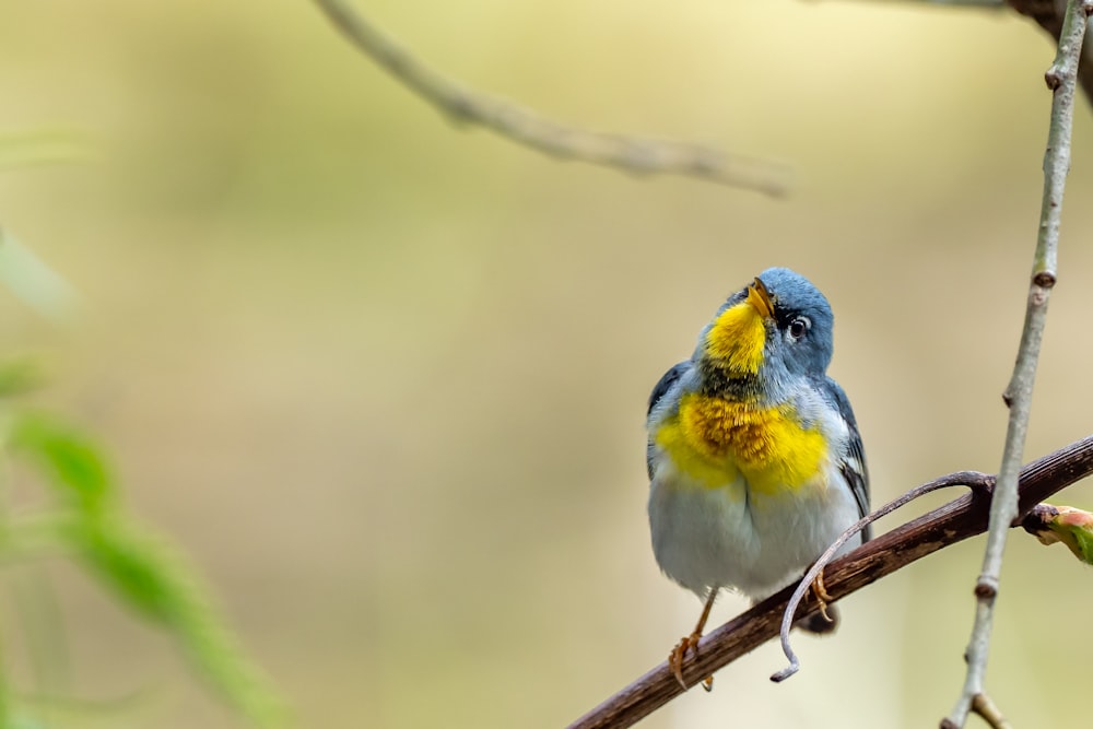 yellow white and blue bird on brown tree branch