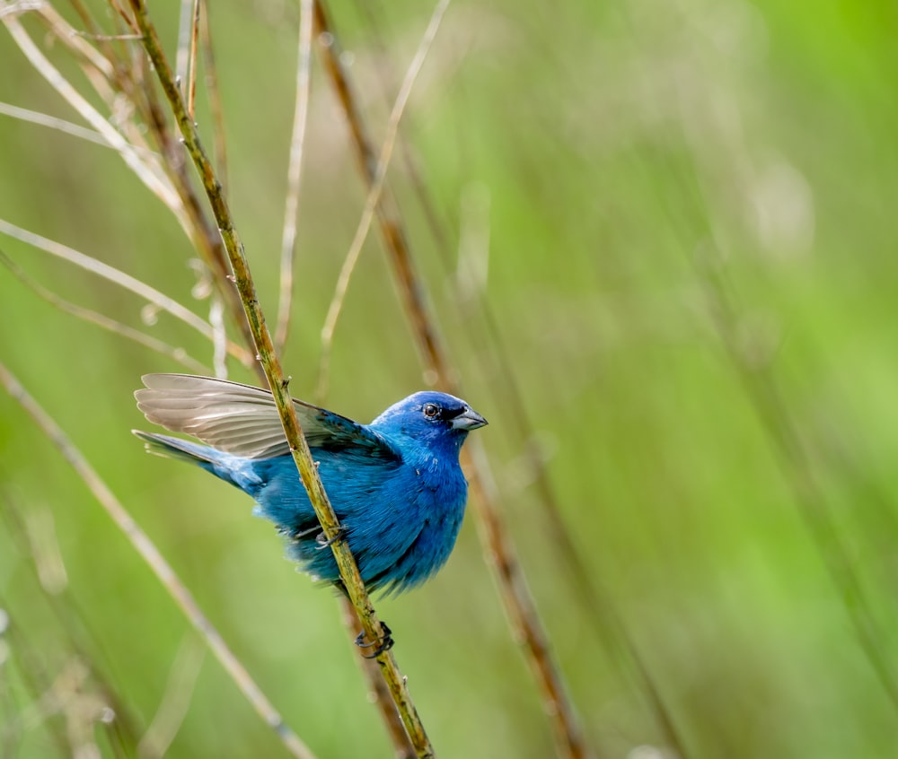 blue bird on green grass during daytime