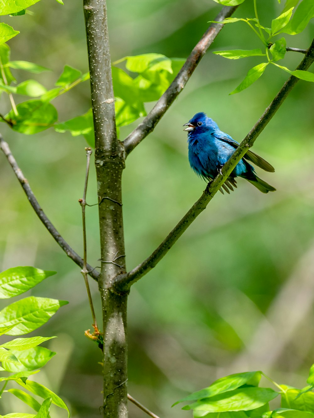 blue bird on green tree branch