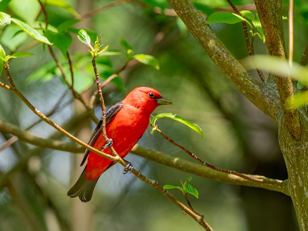 red cardinal perched on tree branch during daytime