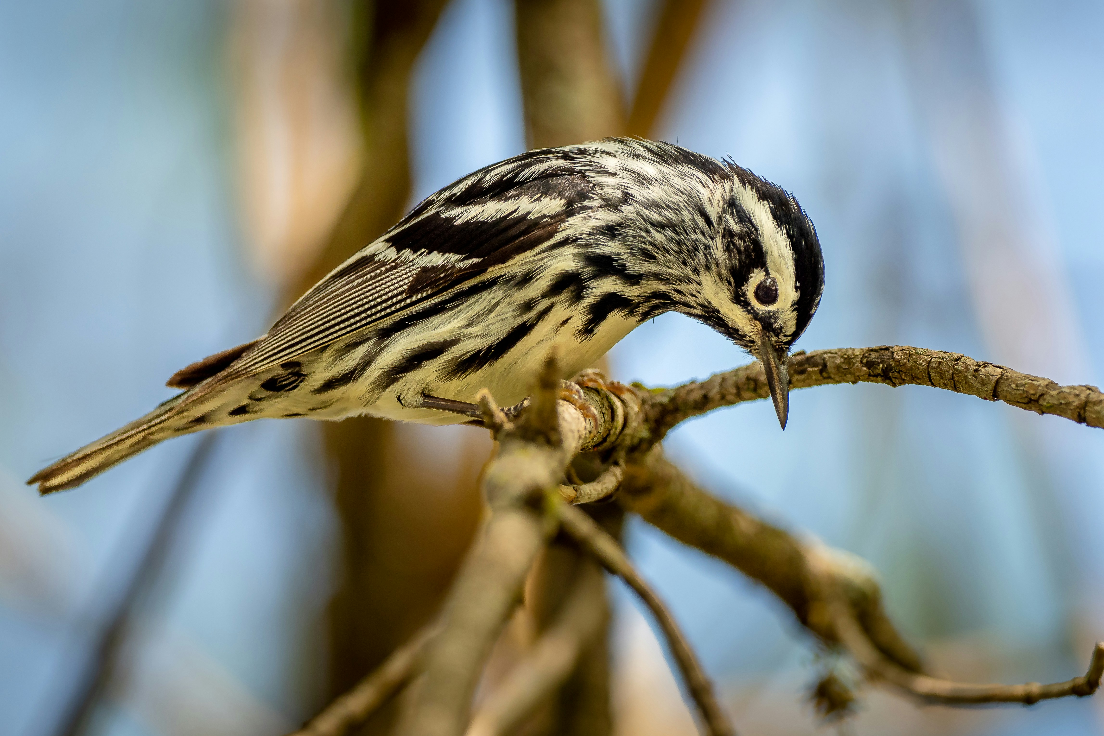 brown and white bird on tree branch