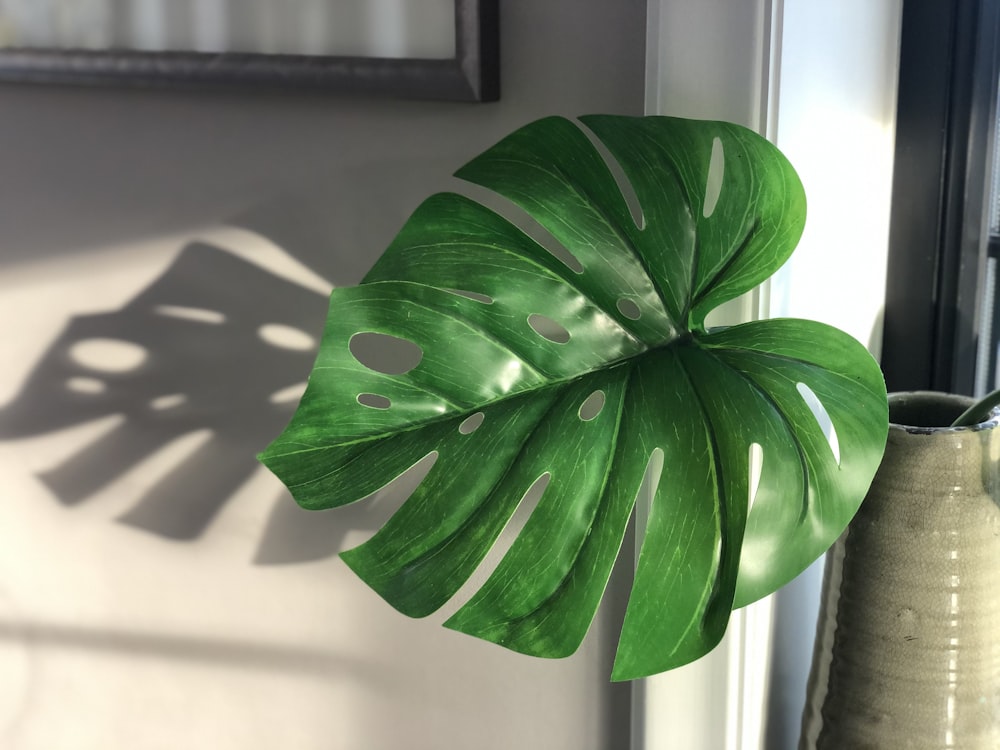 green leaf plant near white wall