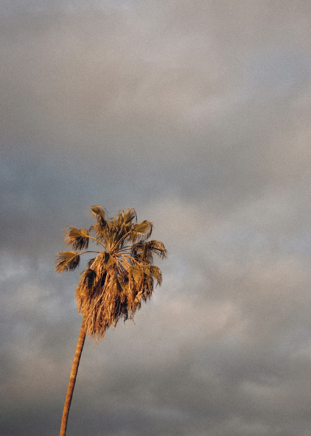 green palm tree under gray clouds