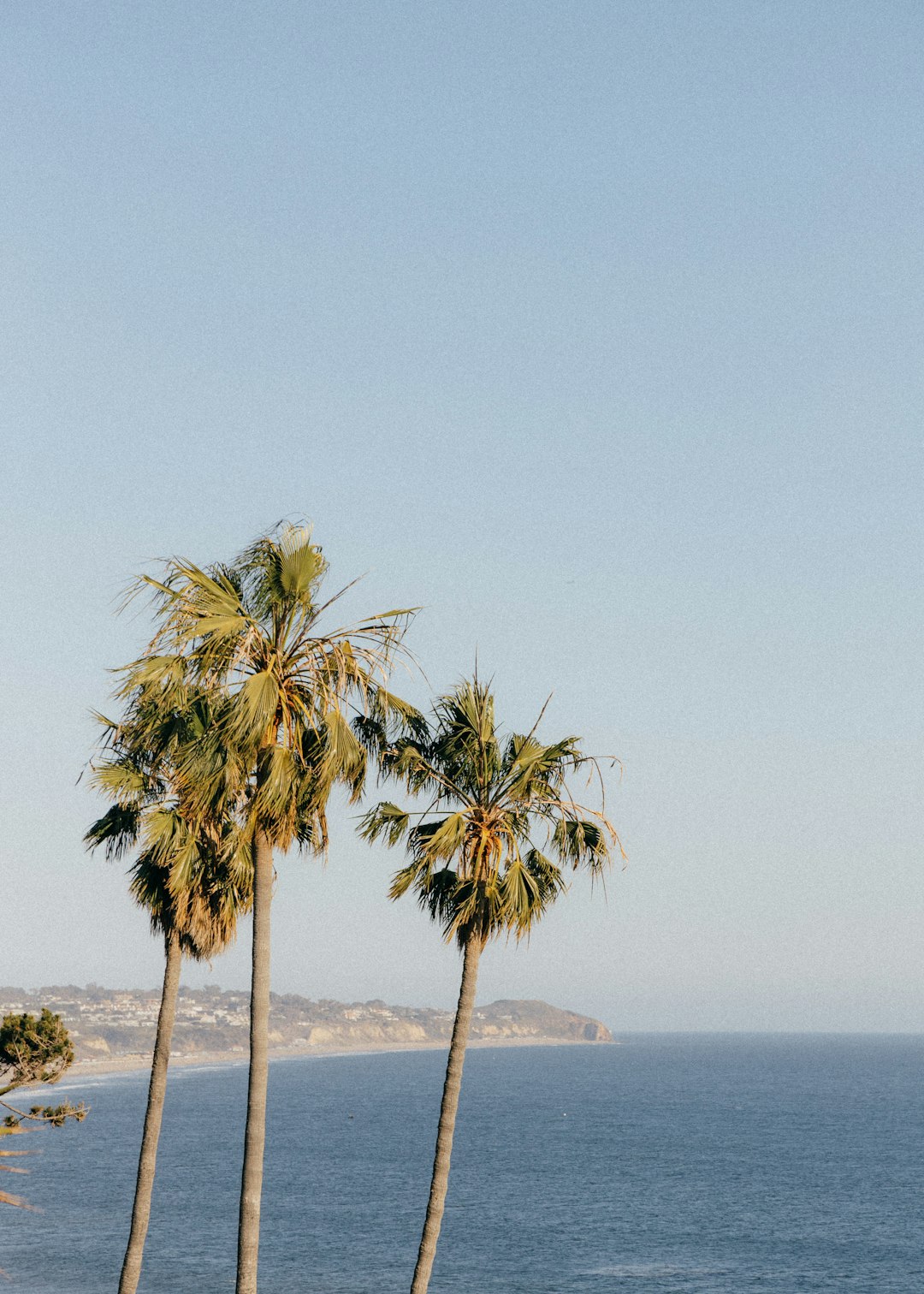 green palm tree near body of water during daytime