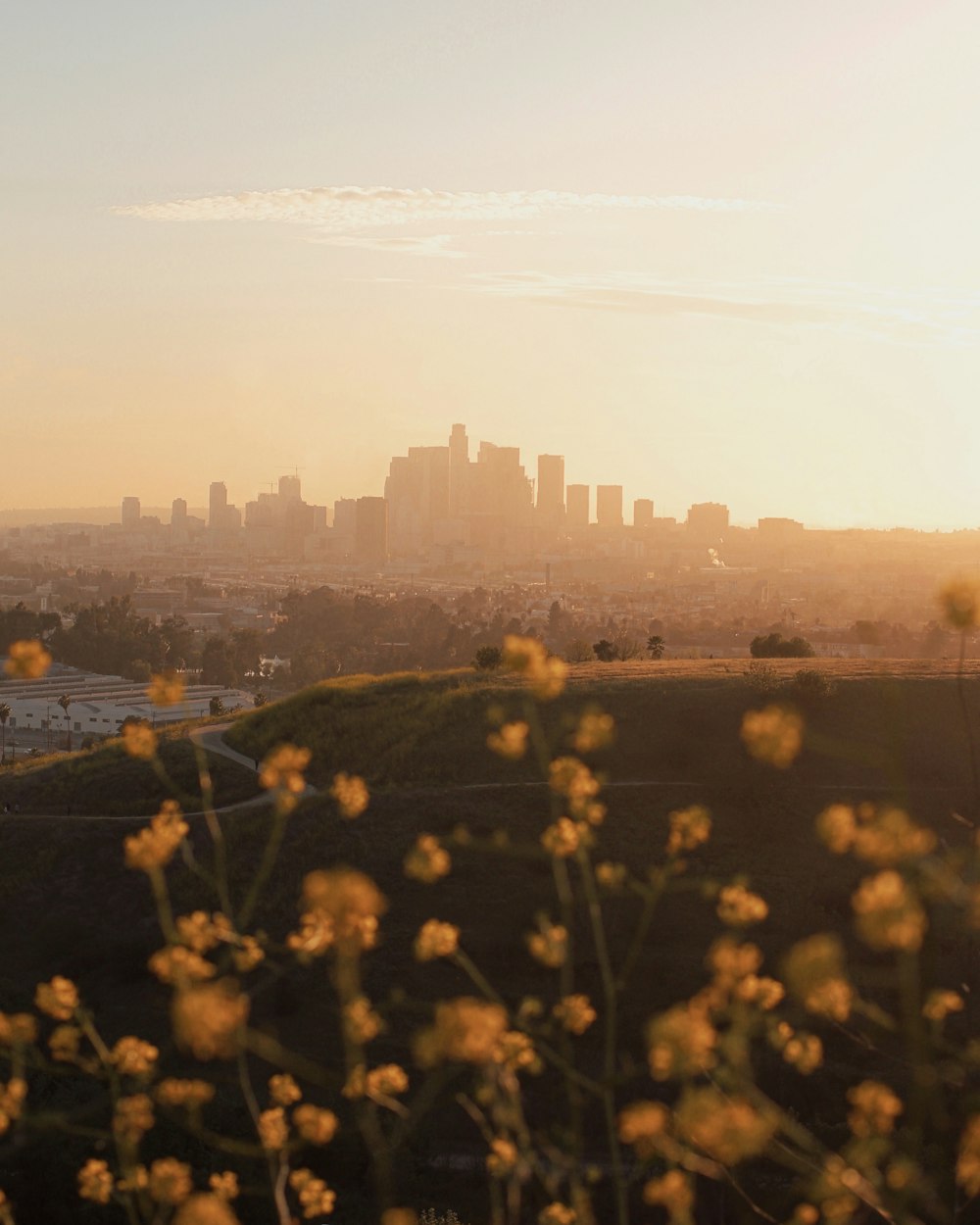 yellow flower field near city buildings during daytime