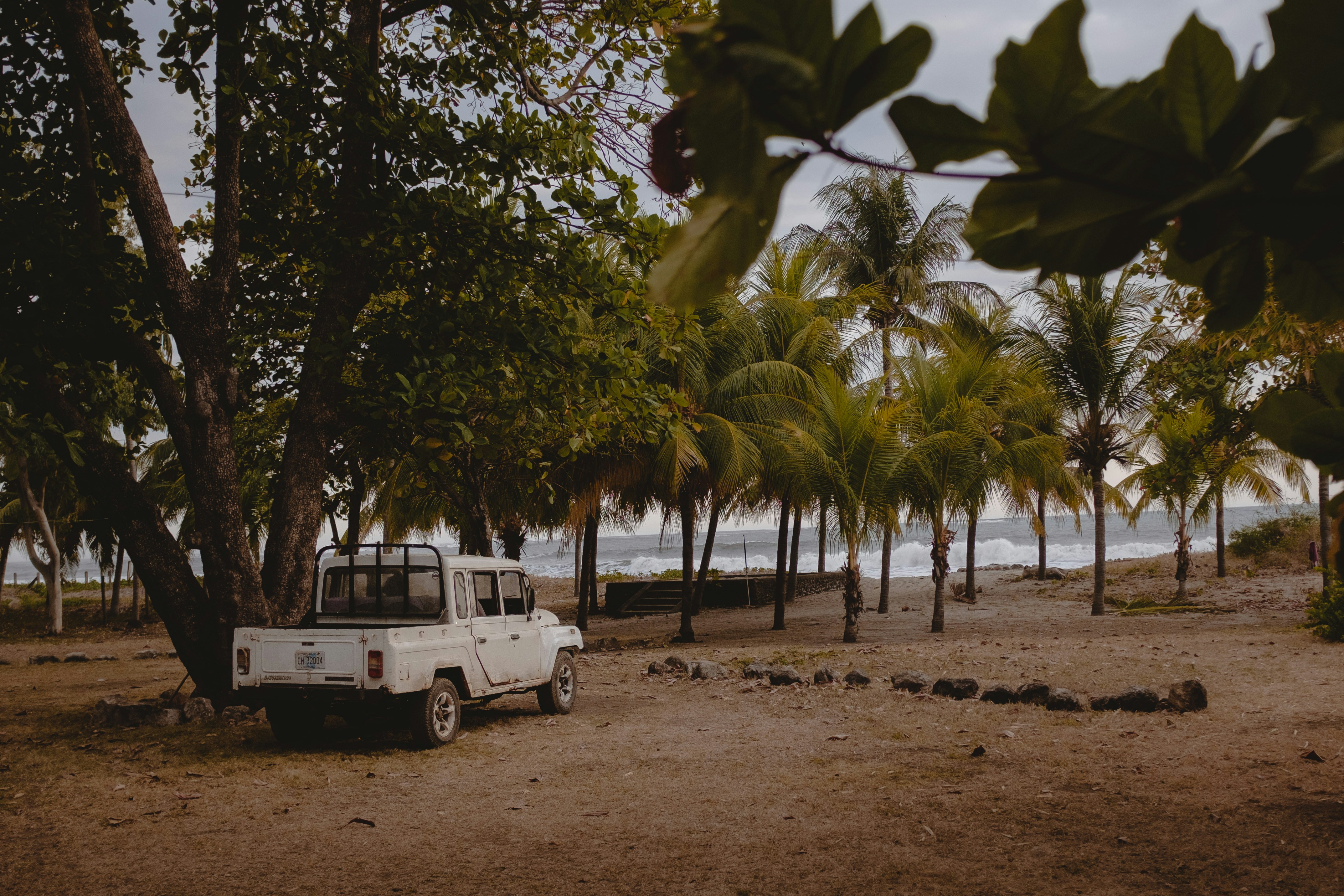 white and black suv parked near green palm tree during daytime