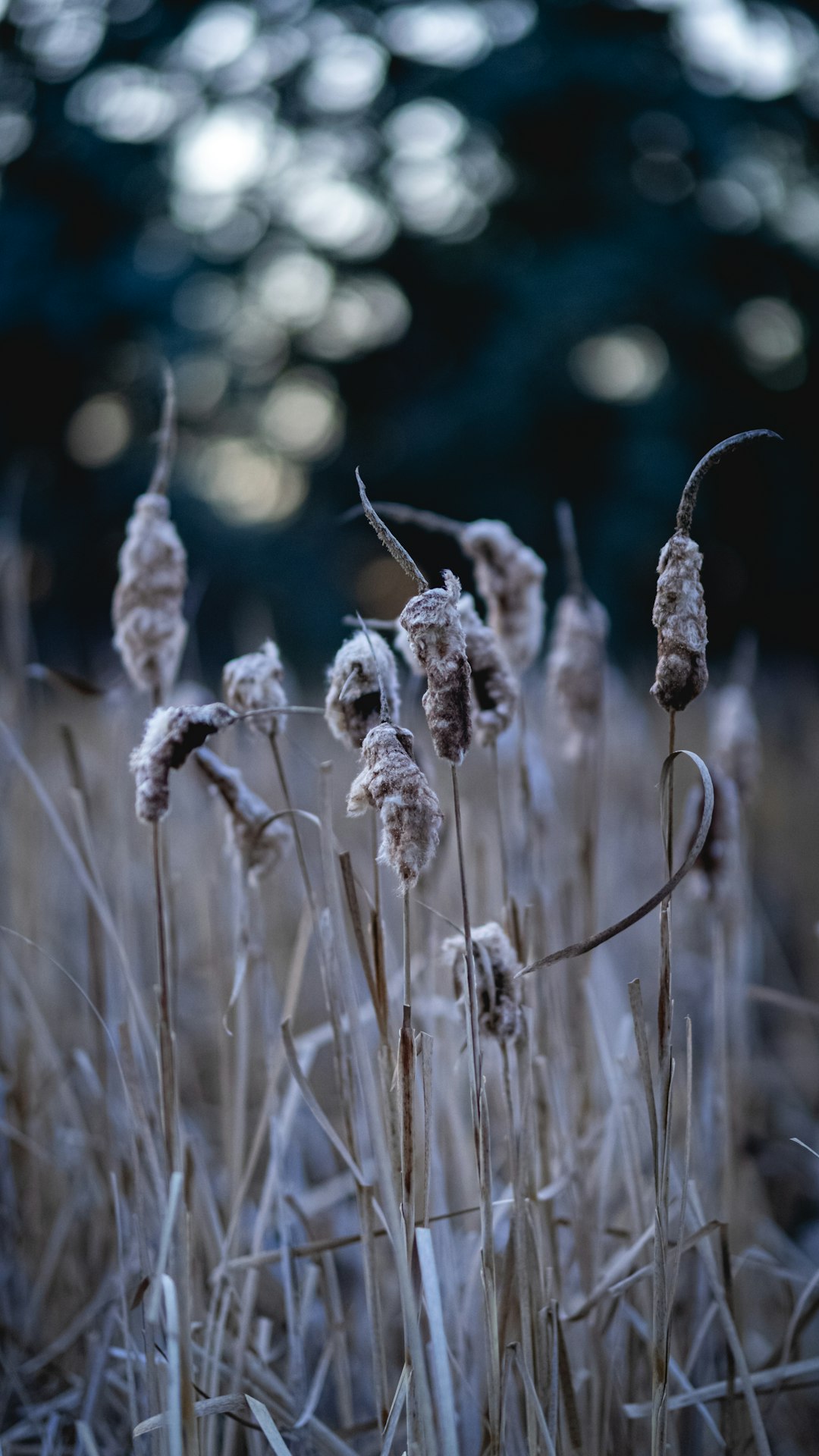 white flowers in tilt shift lens