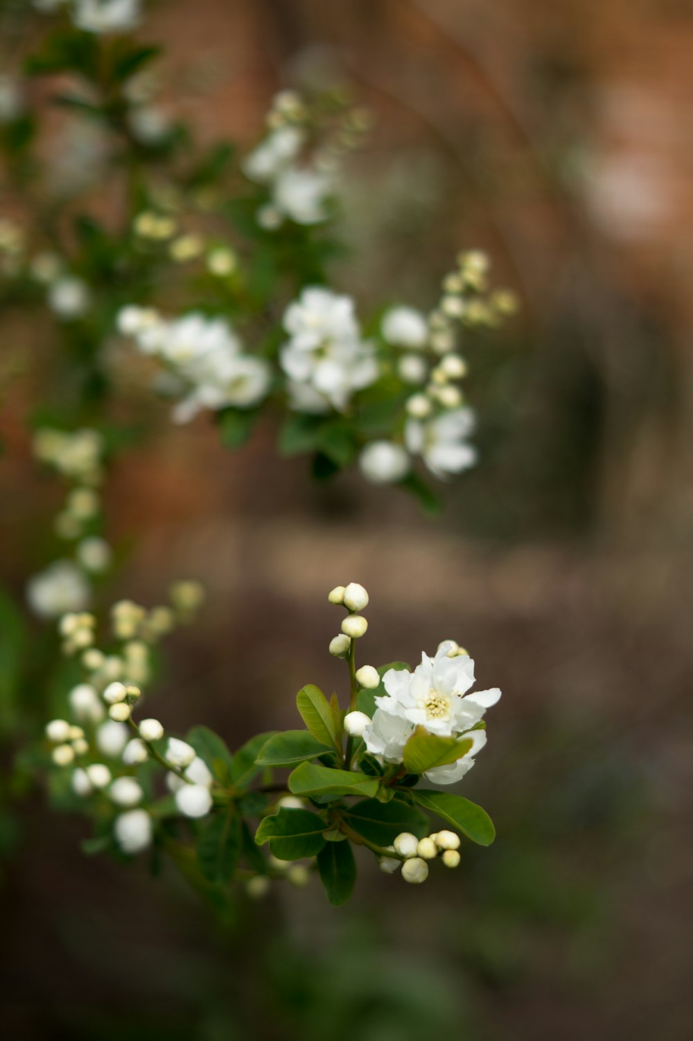 white flowers with green leaves