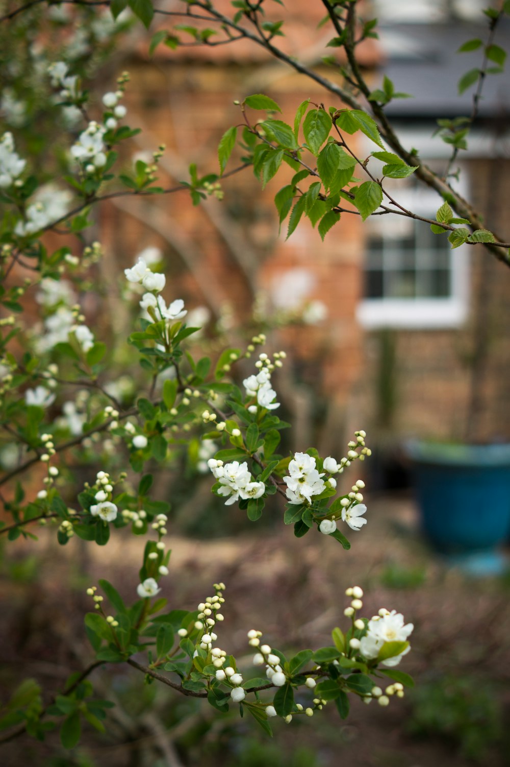 white flowers on blue plastic bucket