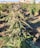 A close-up view of a mature cannabis plant with dense clusters of trichomes on its buds and elongated serrated leaves. The plant is situated in a field with more cannabis plants visible in the blurred background under clear blue skies.
