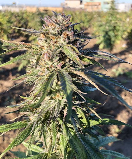 A close-up view of a mature cannabis plant with dense clusters of trichomes on its buds and elongated serrated leaves. The plant is situated in a field with more cannabis plants visible in the blurred background under clear blue skies.