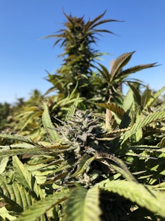 A close-up of a cannabis plant in an outdoor setting, showcasing dense buds, serrated leaves, and trichomes. The plant is vibrant under clear blue skies, with other similar plants visible in the background.