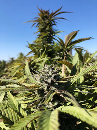 Vibrant sativa cannabis plants basking in natural sunlight outdoors.