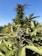 A close-up of a cannabis plant in an outdoor setting, showcasing dense buds, serrated leaves, and trichomes. The plant is vibrant under clear blue skies, with other similar plants visible in the background.