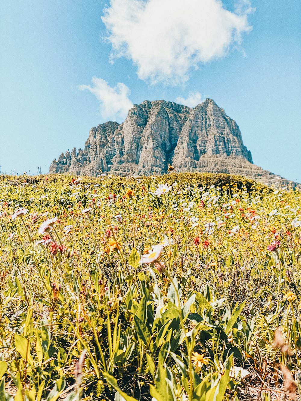 Weißes und rosa Blumenfeld in der Nähe von Rocky Mountain unter blauem Himmel tagsüber