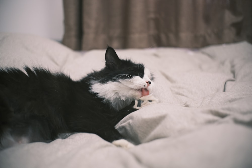 tuxedo cat lying on white bed