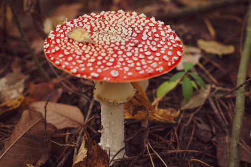 A close-up view of an Amanita muscaria mushroom with a bright red cap covered in white spots. The mushroom is surrounded by forest floor debris, including fallen leaves and twigs.
