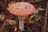 Close-up photo of a vibrant red amanita muscaria mushroom nestled among fallen leaves in a forest.