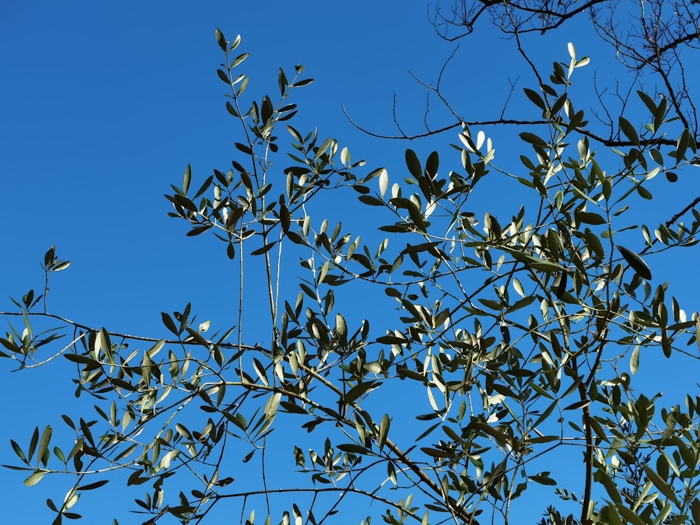 green leaves under blue sky during daytime