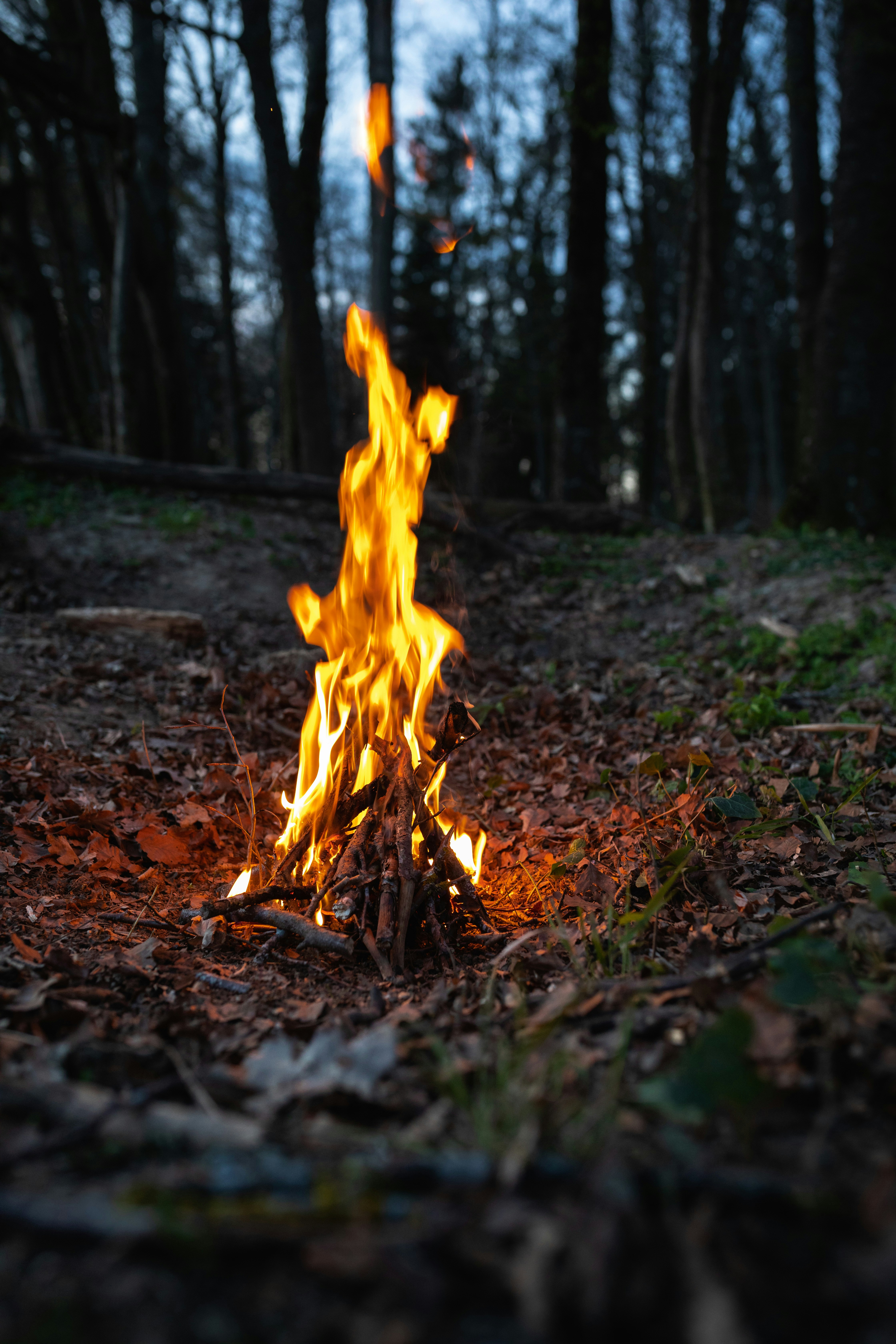 Campfire sparks night forest, rubbing wood fire friction, flint steel sparks close-up, survivalist tinder bundle fire., ilustrasi artikel Igniting the Wild: Master the Art of Starting a Campfire Without Matches 5
