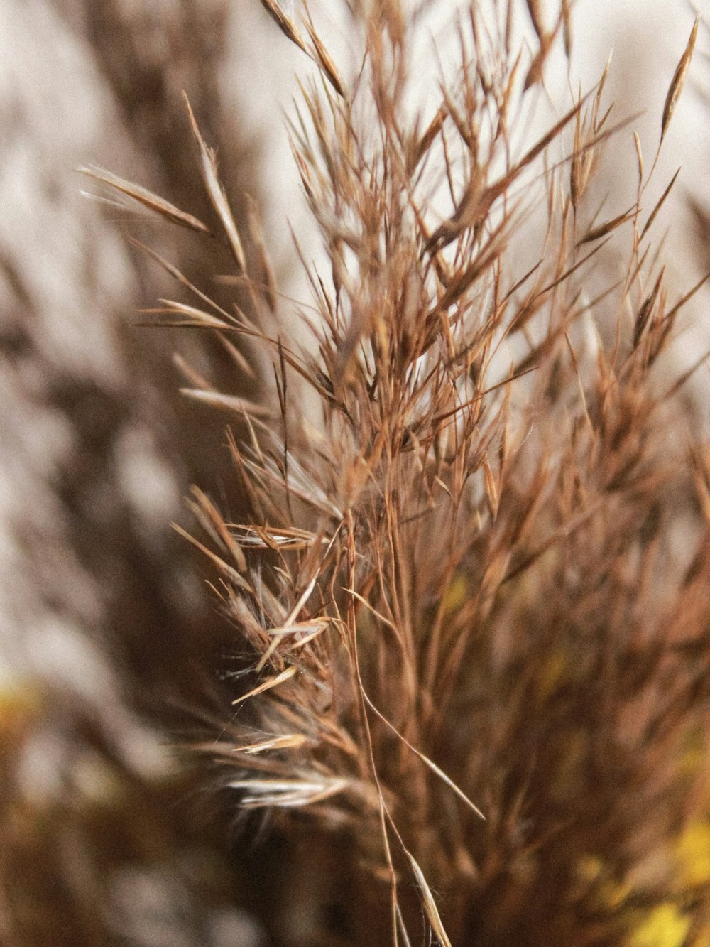 brown wheat in close up photography