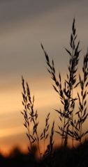 silhouette of wheat during sunset